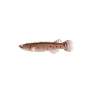 Mangrove Rivulus